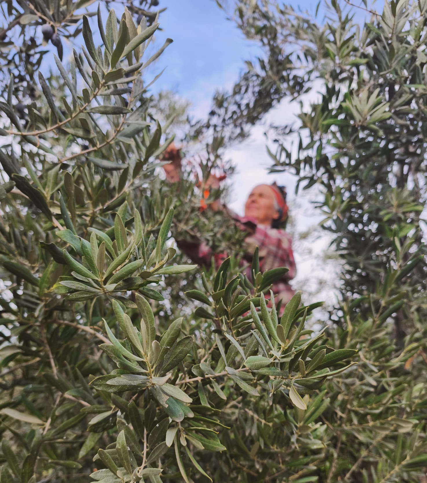 Zeytin Bahçemiz 1