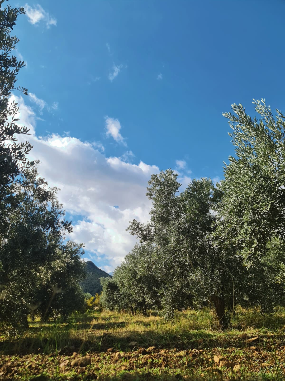 Zeytin Bahçemiz 4