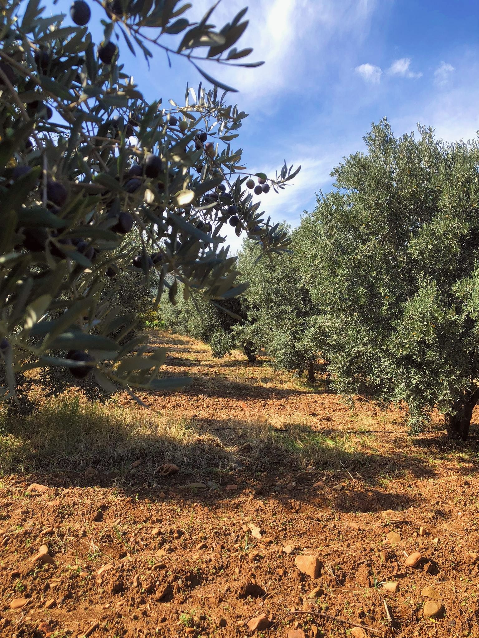 Zeytin Bahçemiz 6